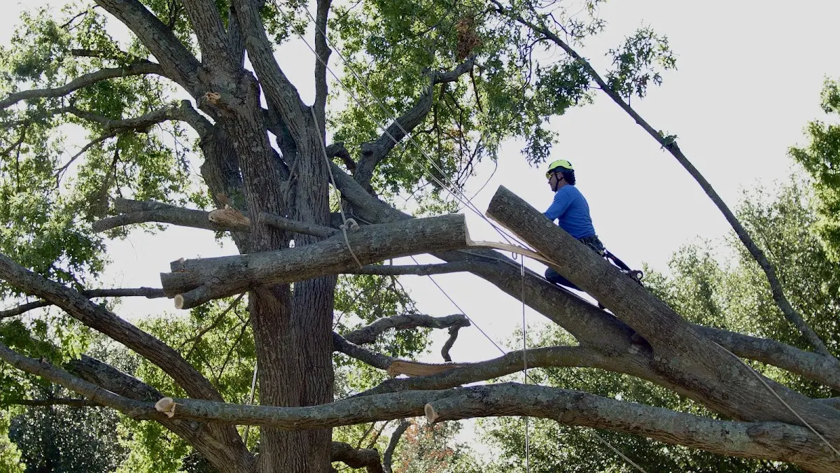 Professional Crown Thinning performed by certified arborists in Humeston